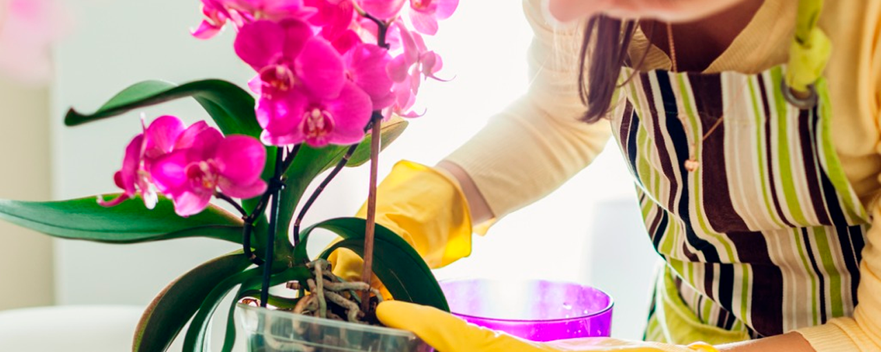 Cuidado de orquídeas