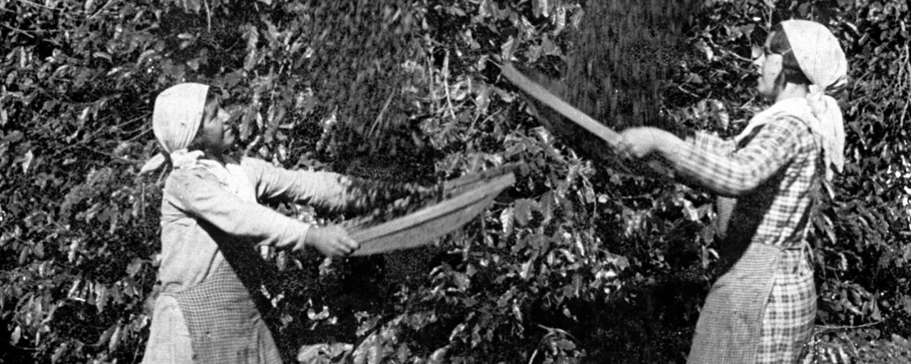 foto de acervo - agricultoras do café