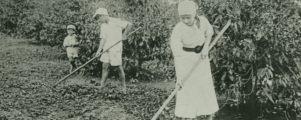 Imagem de cafezal. Acervo Museu do Café.