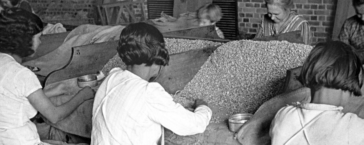 foto de acervo de catadeiras do café