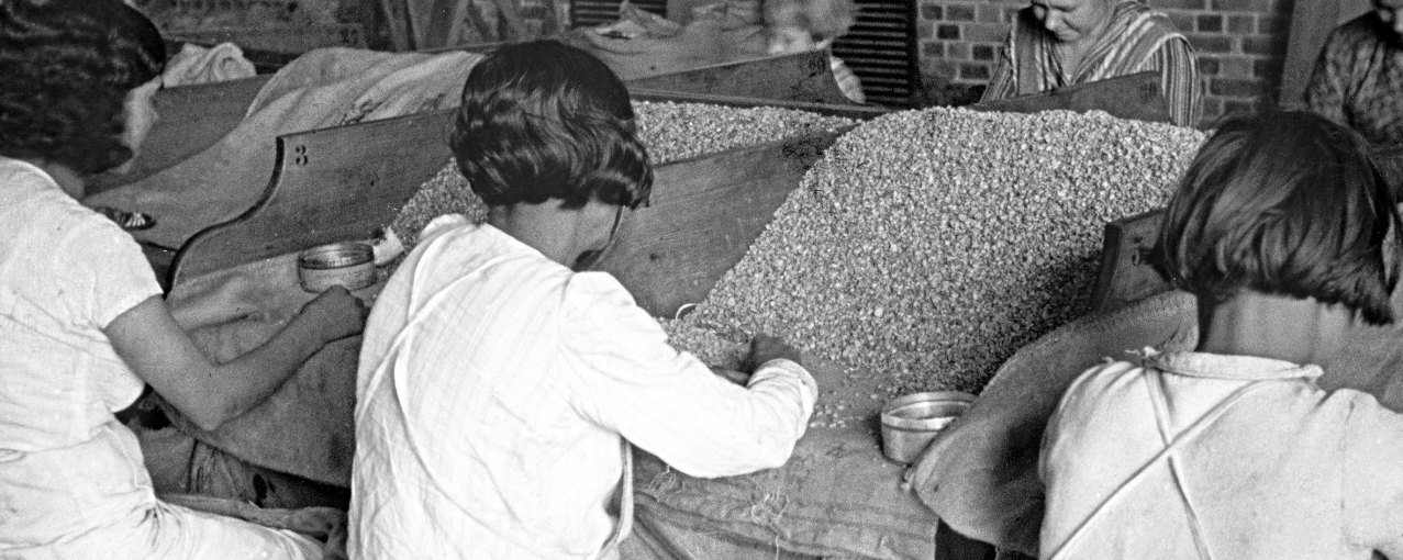 foto de acervo de catadeiras do café