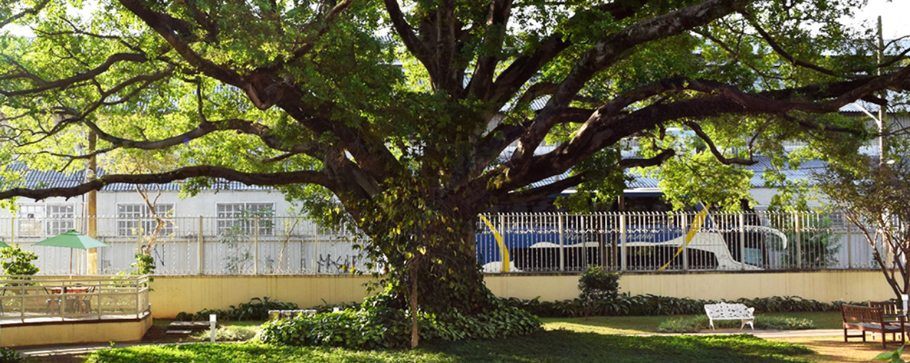 Foto de árvore no jardim