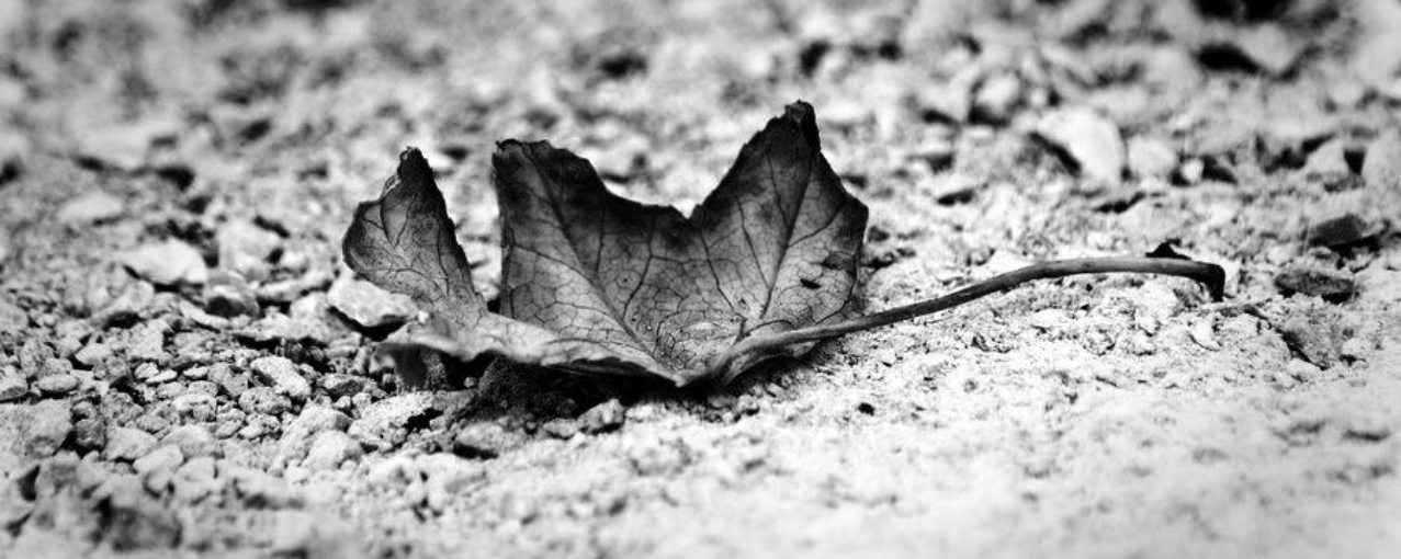 Foto de folho seca em preto e branco